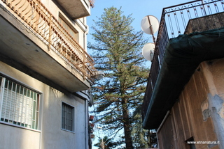 Araucaria santa Barbara